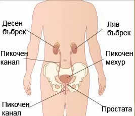 Отделителна система на мъжа Отделителна система на мъжа