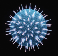 HIV