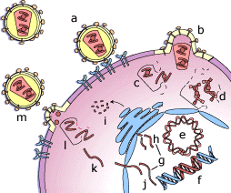 Действие на HIV